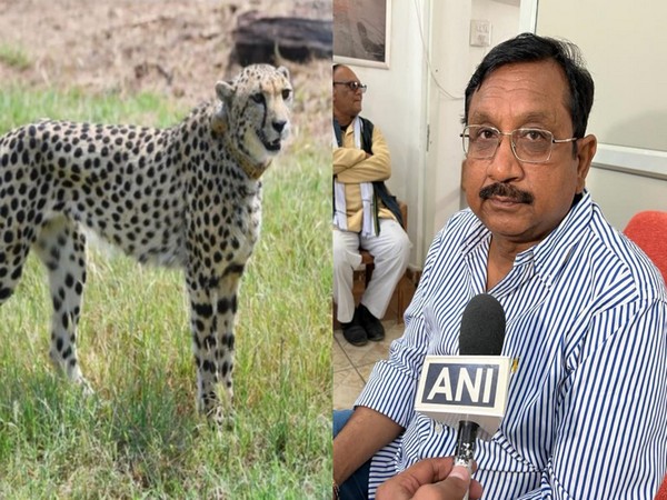 Cheetah at Kuno National Park (L) and Forest minister Kuwar Vijay Shah (R) (Photo/ANI)