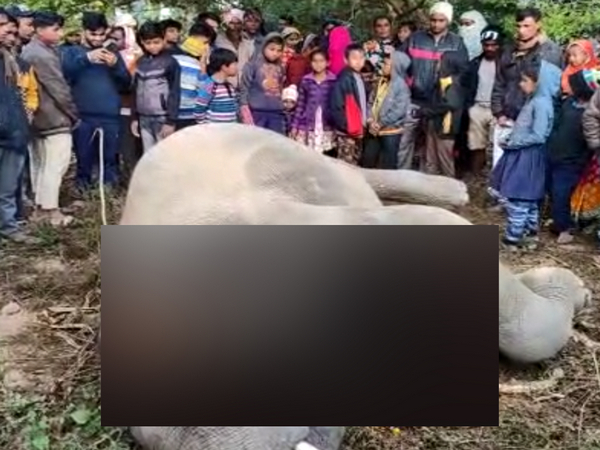 Electrocuted Tusker in Assam's Goalpara (Screengrab from ANI video)