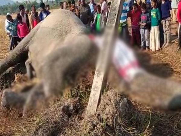 Visuals of the elephant died of electrocution (Photo/ANI)