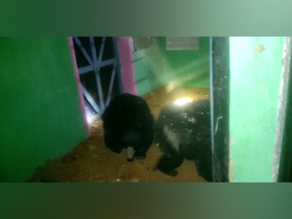 Bear spotted at villager's house (Photo/ANI)