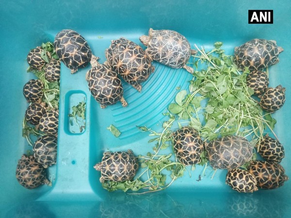 The recovered Turtles (Photo/ANI)