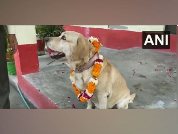 Service dog 'Don' auctioned in Mathura (Photo/ANI)