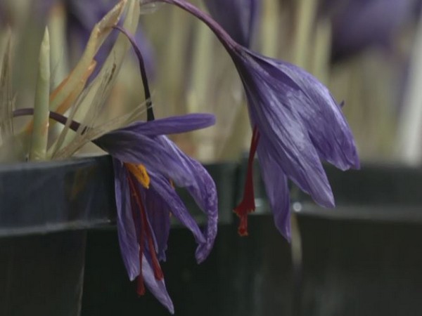 Saffron crop grown in Kashmir. (Photo/ANI)