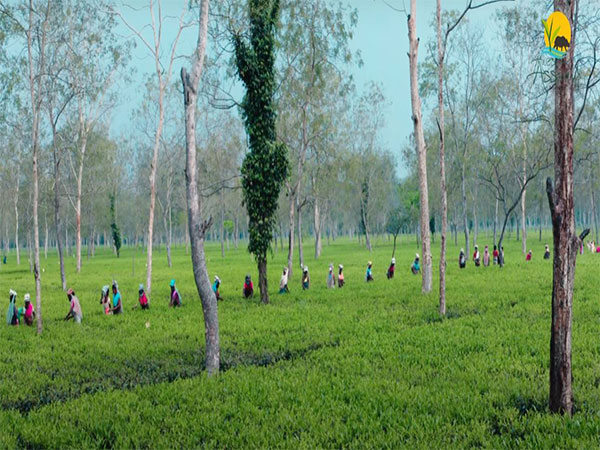 Image Courtesy: Twitter/ Awesome Assam