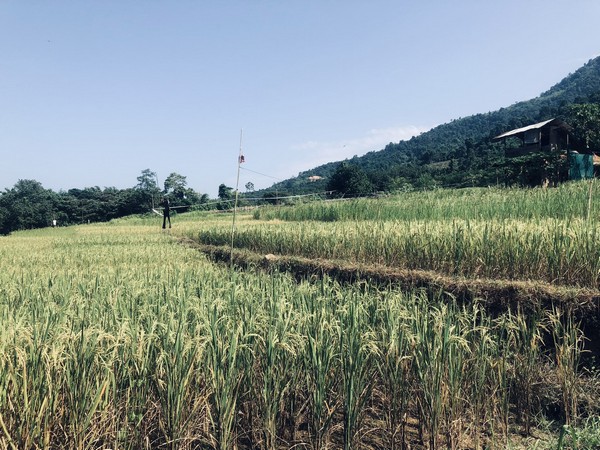 Representative image (Photo Credit: Amongla C Jamir Twitter)