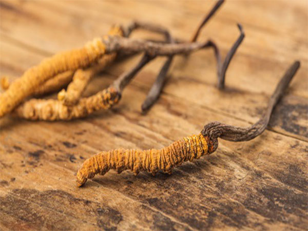 Cordyceps (Source: freepik.com)