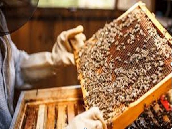 Honeybee farming is attracting unemployed youth in Kashmir(Photo/ANI)