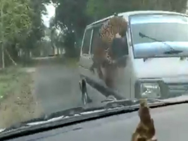 A visual of the leopard in Assam's Jorhat district. (Photo/ANI)