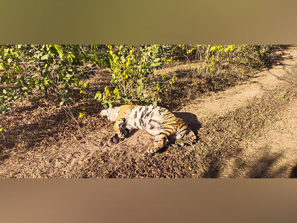 Carcass of Tigress, found in MP's Umaria (Photo/ANI)