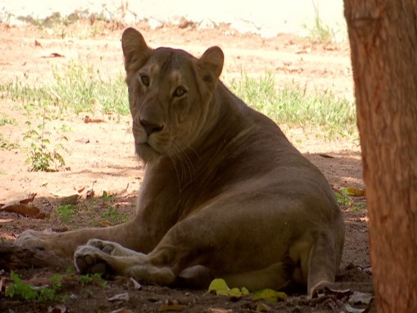 A lioness at the Sarthana Nature Park and Zoo in Surat (Photo/ANI)