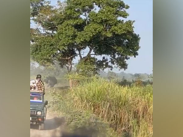 One-horned rhinoceros seen chasing tourist vehicle in Kaziranga National Park (Image/ ANI Photo)