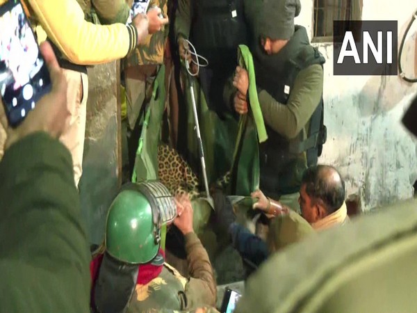 The leopard after being rescued from the Aligarh house. (ANI Photo)
