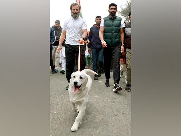 Congress leader Rahul Gandhi walking with Priyanka Gandhi Vadra's pet dog Luna (Photo/ANI)