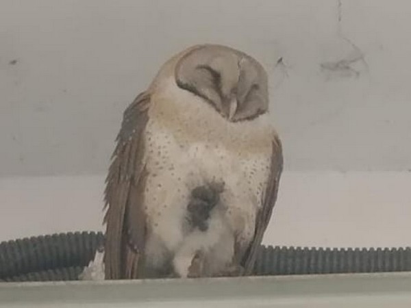 Extinct specie of Owl found in Kanpur (Photo/ANI)