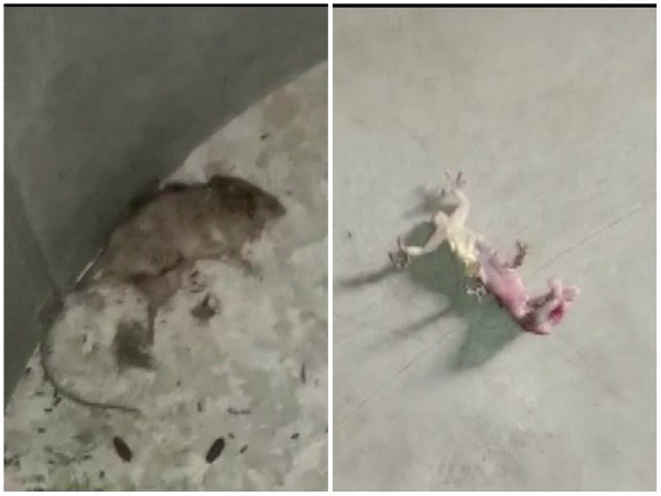 Rat and lizard found in mid-day meal (Photo/ANI)