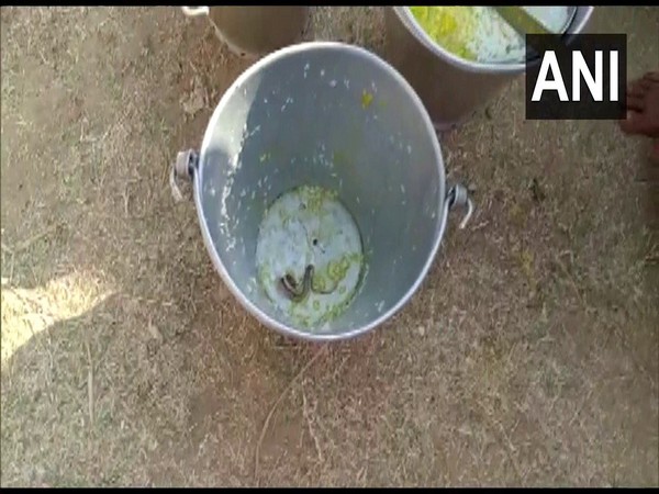 Snake found in mid-day meal in West Bengal school (ANI Photo)
