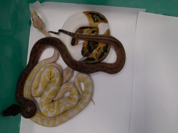 Visuals of the recovered animals (Photo/ANI)