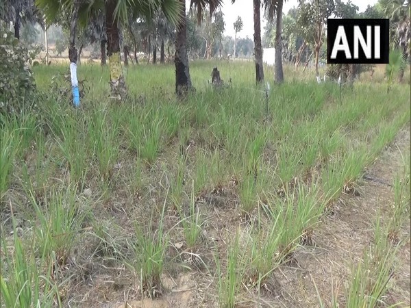 Lemongrass cultivation in Bihar's Gaya (Photo/ANI)