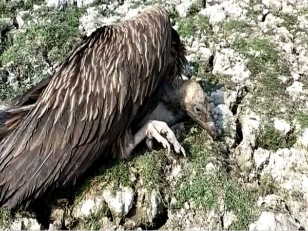 One of the eight rescued Vultures (Photo/ANI)