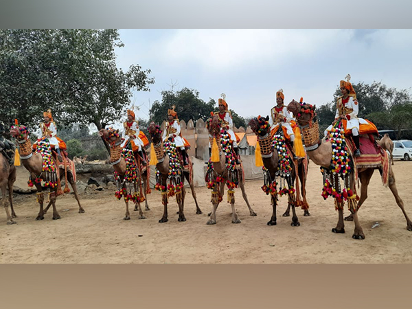 BSF camel contingent (Photo/ANI)