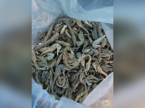 Dried sea horse seized by forest officials (Photo/ANI)