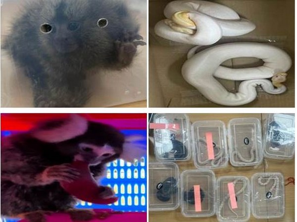 18 non-indigenous animals recovered at Bengaluru airport from passengers arriving from Bangkok (Image: Ministry of Finance)