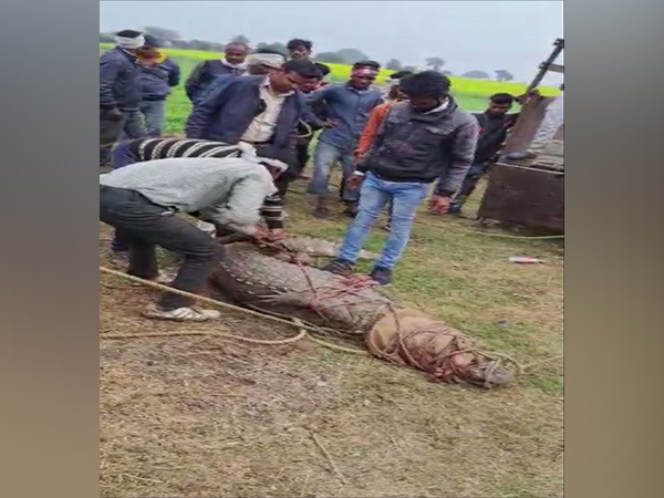 Rescued crocodile from Madhya Pradesh's Vidisha (Photo/ANI)