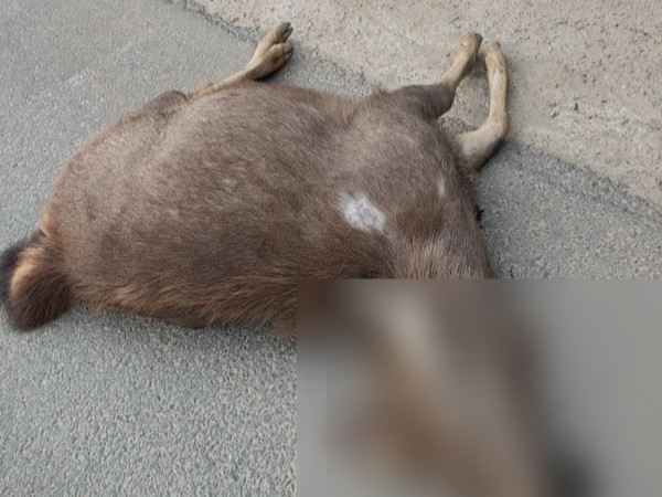 The Sambar deer was hit by a vehicle on the Jammu-Srinagar National Highway. (Photo/ANI) 