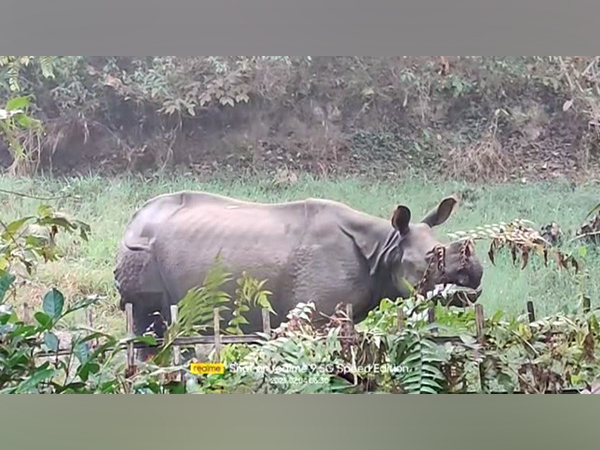 Forest officials injured in rhino attack in Assam (Photo:ANI)