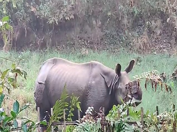 Rhino attacked four people including forest officials (File Photo/ANI)