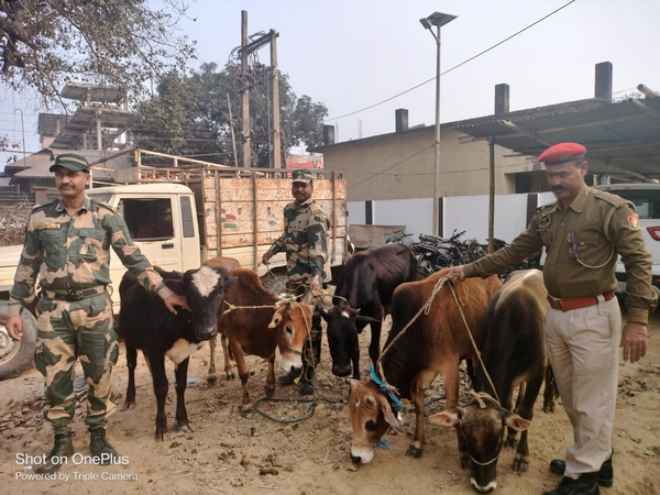 Cattle rescued by Assam police and BSF