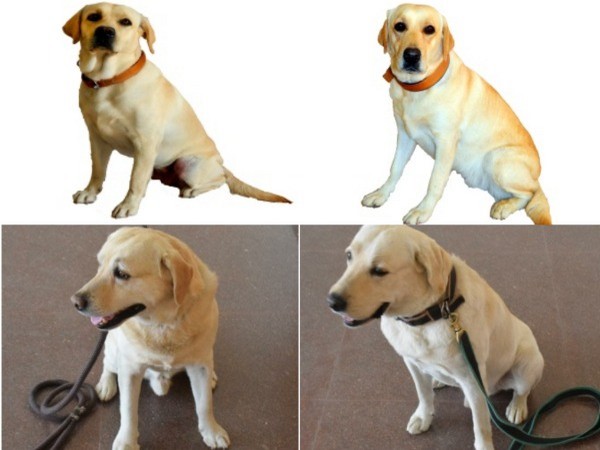 (Top: Left to Right-- Julie and Romio/ Bottom: Left to Right-- Honey and Rambo)