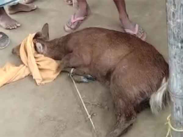 Deer rescued by villagers in Assam's Darrang (Photo/ANI)