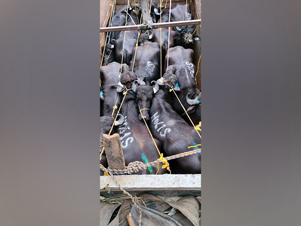 seized cattle (Photo/ANI)