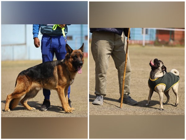 Dogs participate in the Grand Dog Show in Nepal. (Photo/ANI)