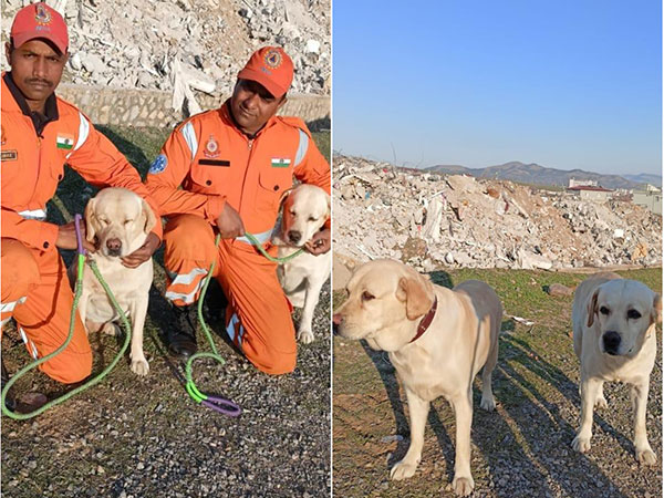 NDRF's Labrador who save six-year-old girl in quake-hit Turkey (Photo/ANI)