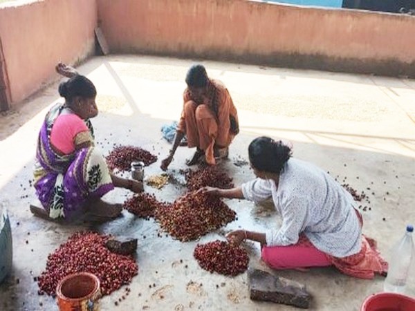 Locals engaged in coffee production work (Photo/ANI)