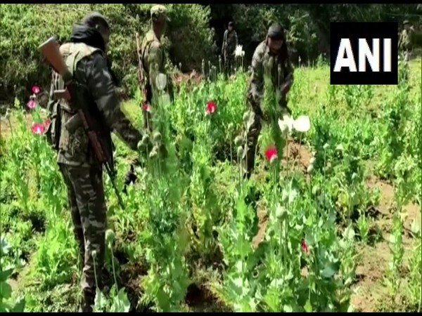 Police destroyed the cultivation of Opium (Photo/ANI)