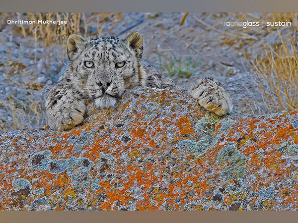 Ladakh snow leopard Picture: Dhritiman Mukherjee