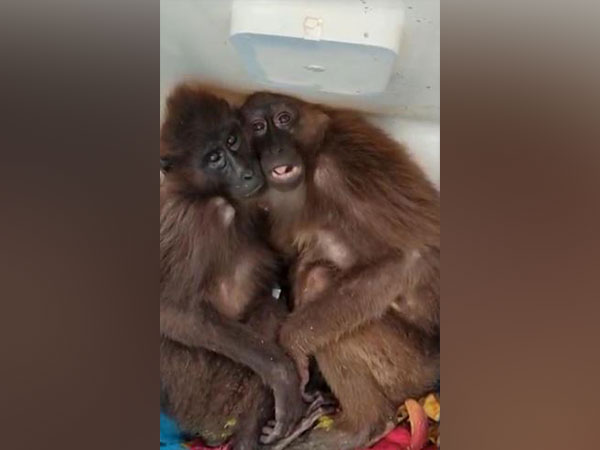 Hoolock Gibbons rescued by Assam Police. (Photo: ANI)