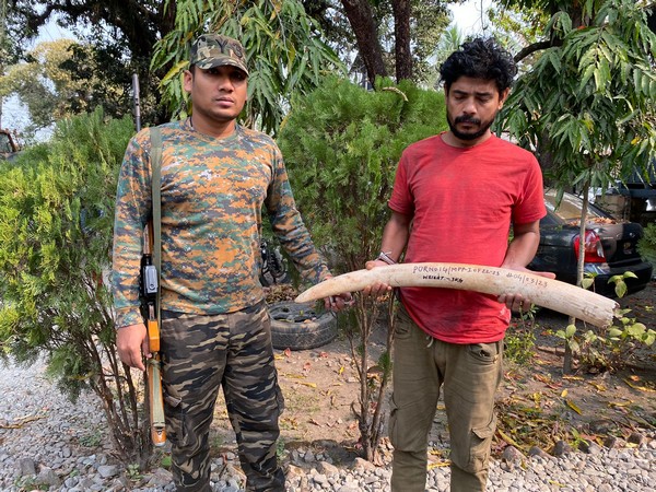 Forest officials seize 3 kgs of elephant ivory in West Bengal's Jalpaiguri district. 