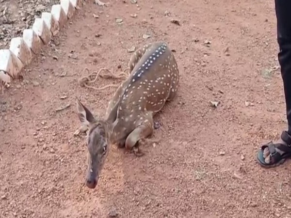 Deer rescued by locals (Photo/ANI)