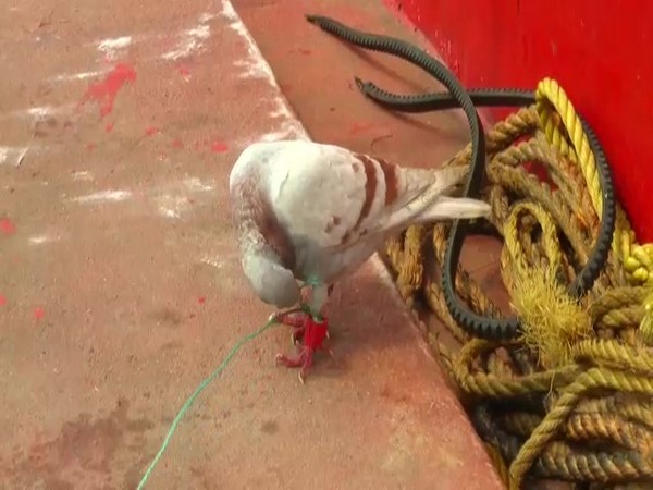 Pigeon with camera, chip fitted on leg was caught by fishermen. (Photo/ANI)