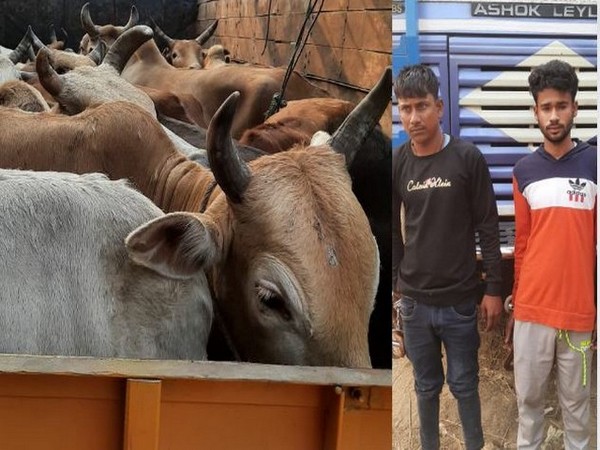 Police recover 24 cattle heads from a truck, two persons arrested