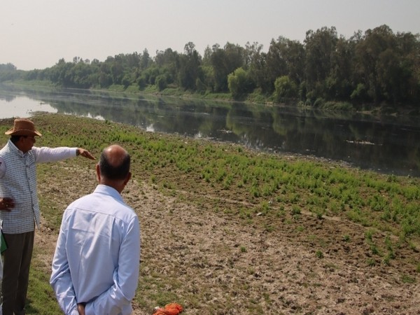 Delhi Lt Governor VK Saxena at Yamuna floodplains on Shastri Park-Bela Farm-Garhi Mandu stretch (Photo/ANI)