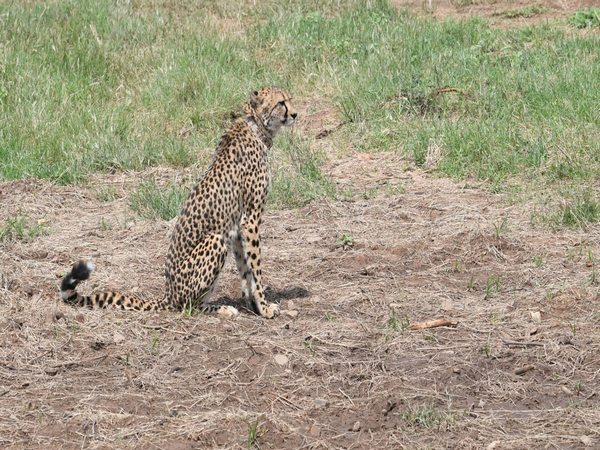 The Cheetah released into the open forest. (File photo/Source: Forest Department)