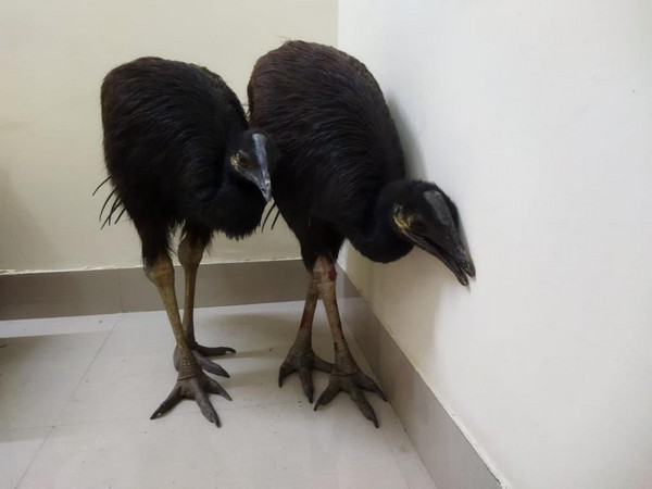 The Dwarf Cassowary  birds rescued by the BSF. 
