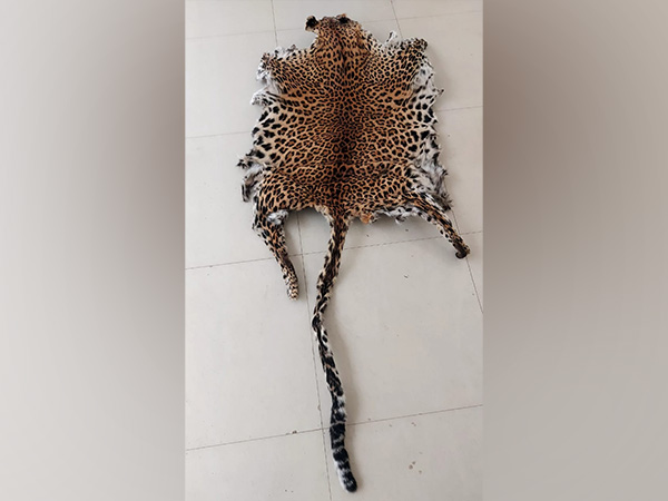 Man arrested with leopard skin in Odisha's Boudh. (ANI/photo)