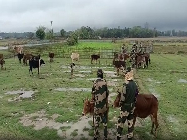 Cattle heads recovered by BSF (Photo/ANI)