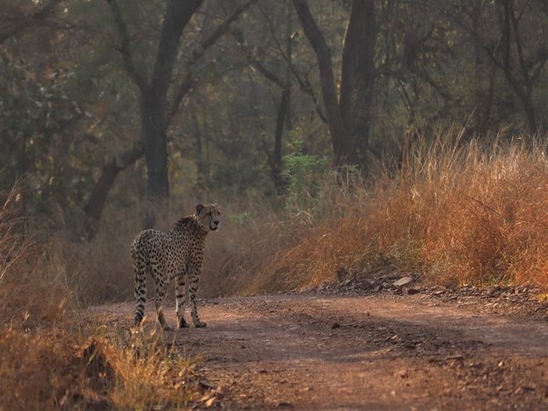 Picture Courtsey: Kuno National Park Official Twitter Handle 